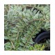 Lonicera nitida ‘Silver Beauty’ 