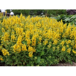 Lysimachia punctata