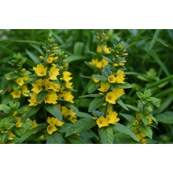 Lysimachia punctata
