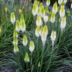 Kniphofia Magical Snow Storch