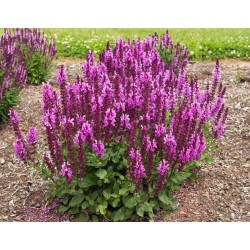 Salvia nemorosa 'Rose Marvel' -  salvie ornamentală