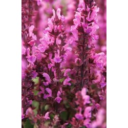 Salvia nemorosa 'Rose Marvel' -  salvie ornamentală