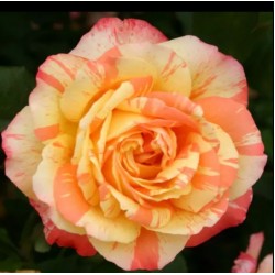 Trandafir teahibrid Marvelle