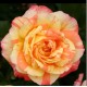 Trandafir teahibrid Marvelle