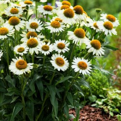 Echinacea ‘Meditation White’ 