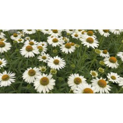 Echinacea ‘Meditation White’ 