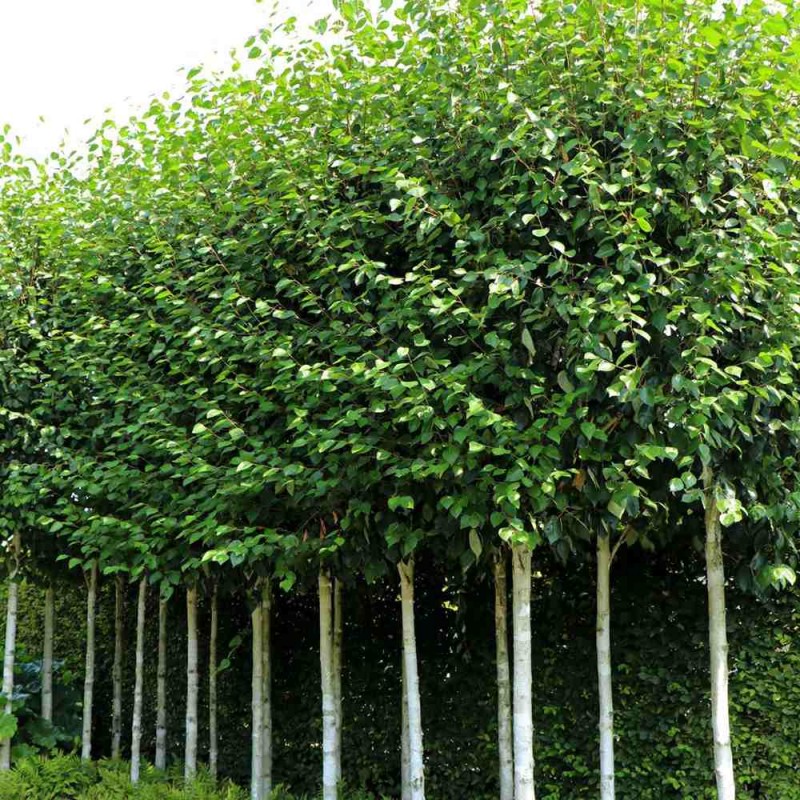 Betula pendula 'Doorenbos' – Mesteacăn alb