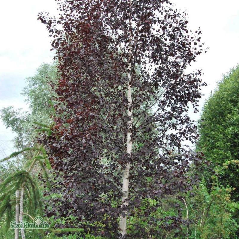 Mesteacăn purpuriu (Betula pendula Purpurea)