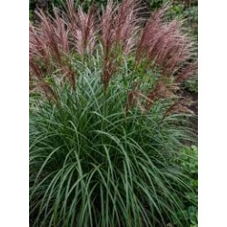 Miscanthus sinensis ‘Dread Locks’