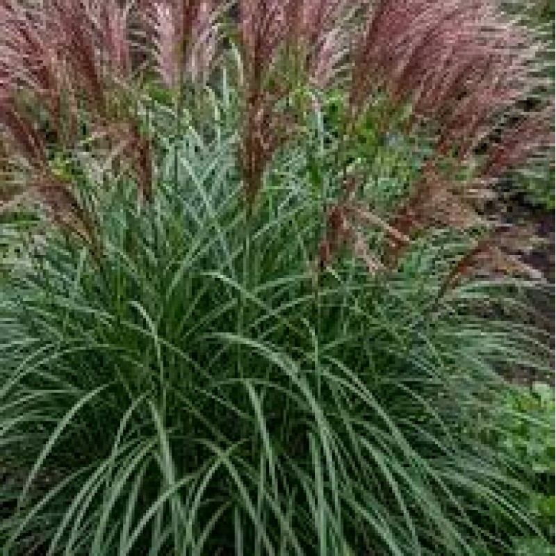 Miscanthus sinensis ‘Dread Locks’