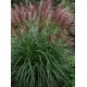 Miscanthus sinensis ‘Dread Locks’