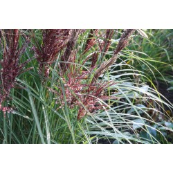 Miscanthus sinensis ‘Dread Locks’