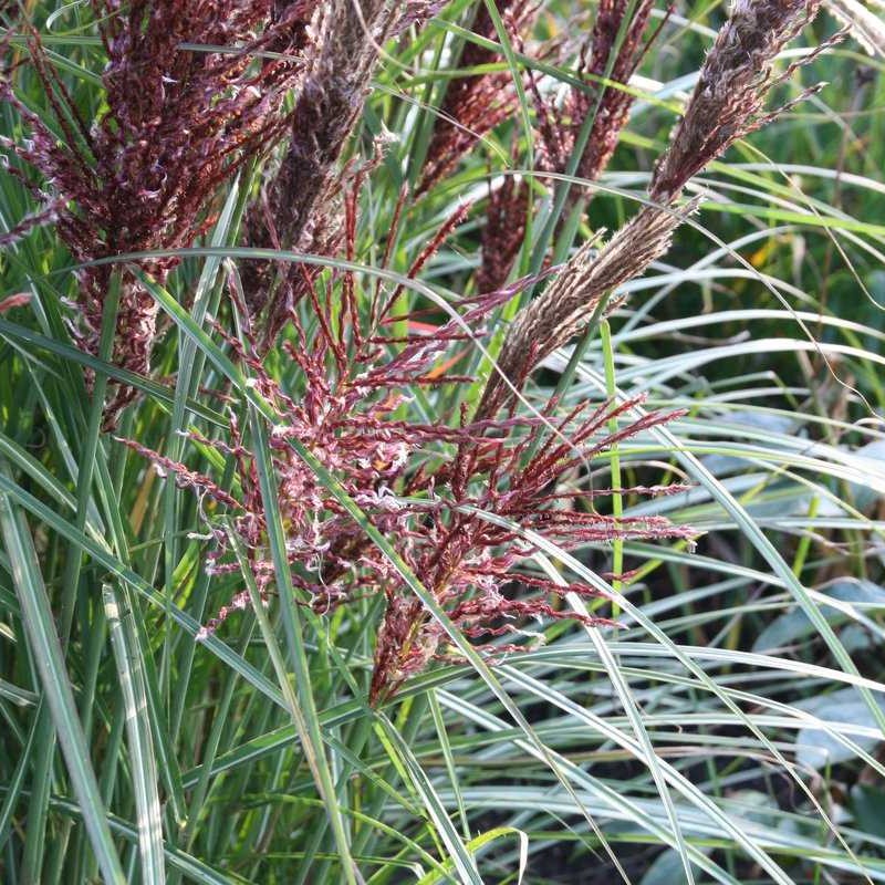 Miscanthus sinensis ‘Dread Locks’