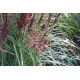 Miscanthus sinensis ‘Dread Locks’