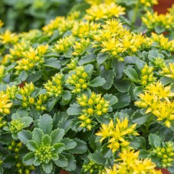 Sedum kamtschaticum 'Little Miss Sunshine'
