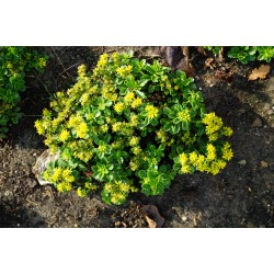 Sedum kamtschaticum 'Little Miss Sunshine'