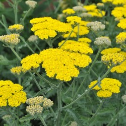 Coada-șoricelului pitică galbenă - Achillea millefolium 'Little Moonshine'