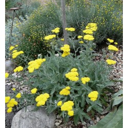 Coada-șoricelului pitică galbenă - Achillea millefolium 'Little Moonshine'