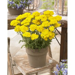 Coada-șoricelului pitică galbenă - Achillea millefolium 'Little Moonshine'
