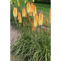 Kniphofia „Moonstone”