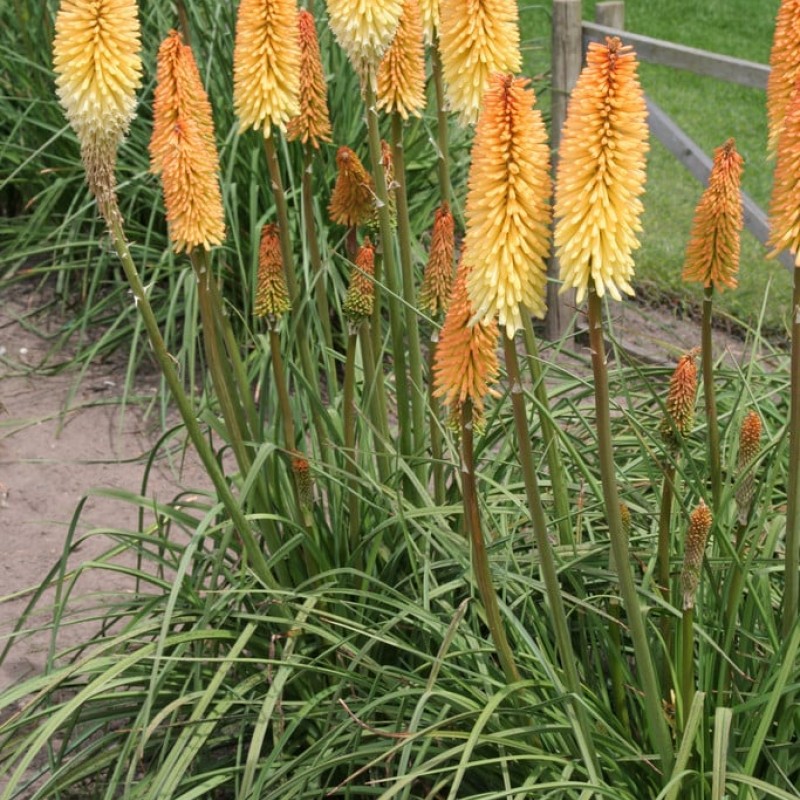 Kniphofia „Moonstone”