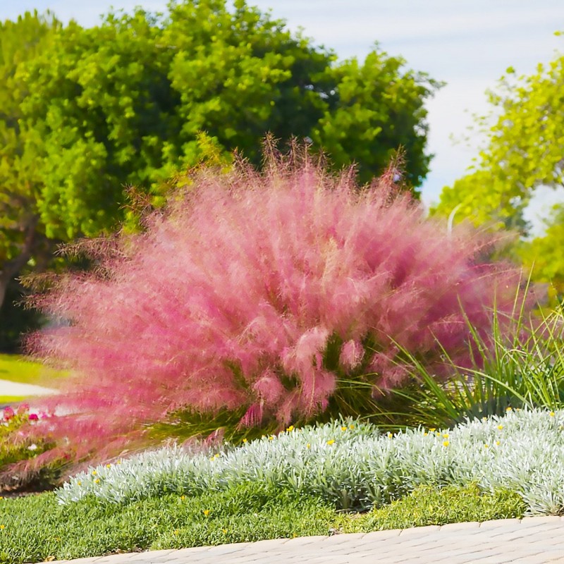 Muhlenbergia capillaris