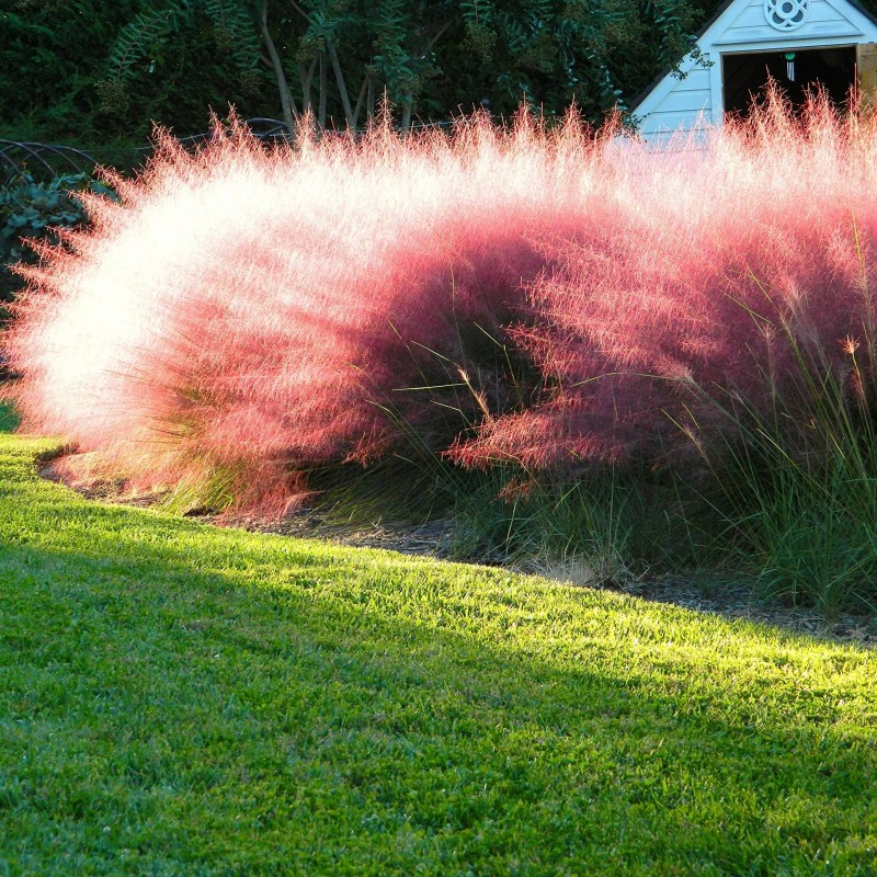 Muhlenbergia capillaris