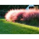 Muhlenbergia capillaris