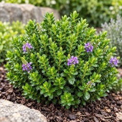 Veronica sect. Hebe 'Nana'