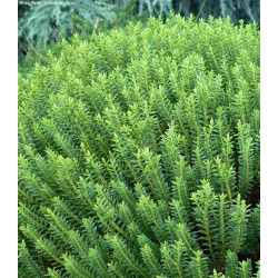 Veronica (Hebe) 'New Zealand'