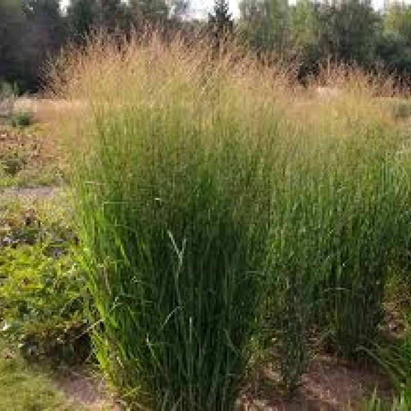 Panicum virgatum 'Nican' 