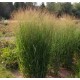 Panicum virgatum 'Nican' 