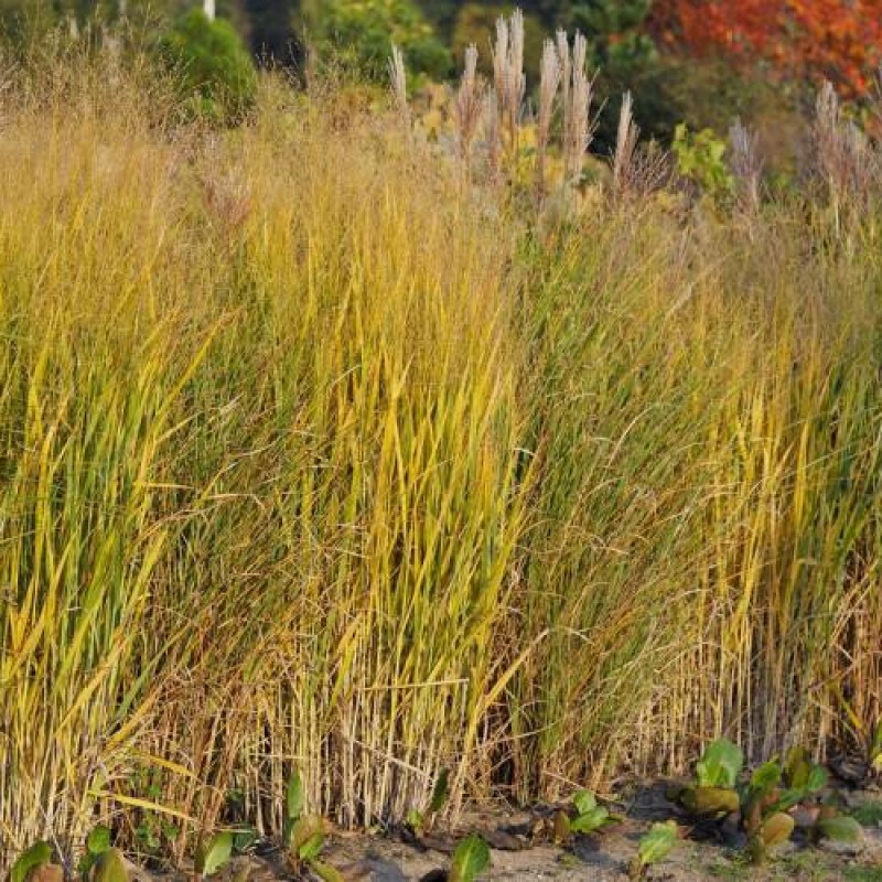 Panicum virgatum 'Nican' 