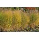 Panicum virgatum 'Nican' 