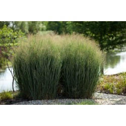 Panicum virgatum 'Nican' 