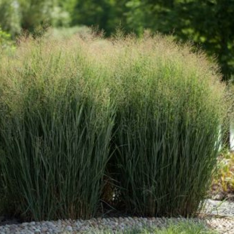 Panicum virgatum 'Nican' 