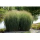 Panicum virgatum 'Nican' 