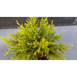 Veronica sect. Hebe 'Golden Nugget' 