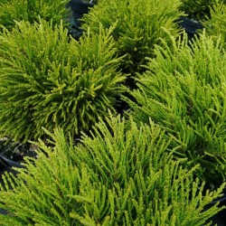 Veronica sect. Hebe 'Golden Nugget' 