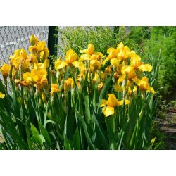 Iris x barbata 'Ola Kala' 