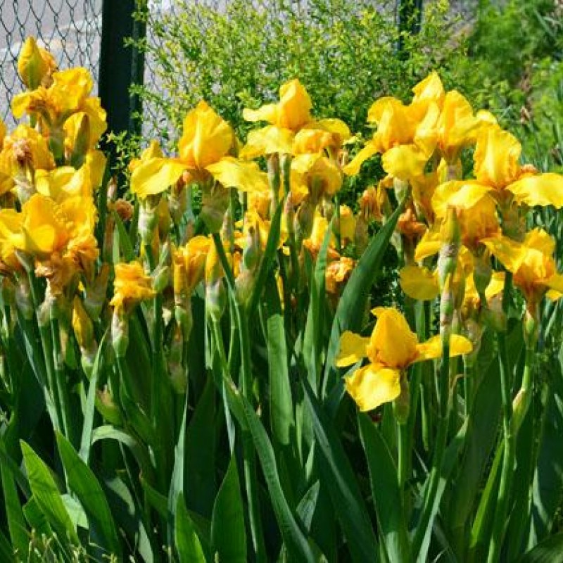 Iris x barbata 'Ola Kala' 