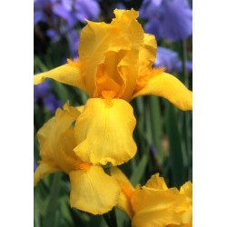 Iris x barbata 'Ola Kala' 