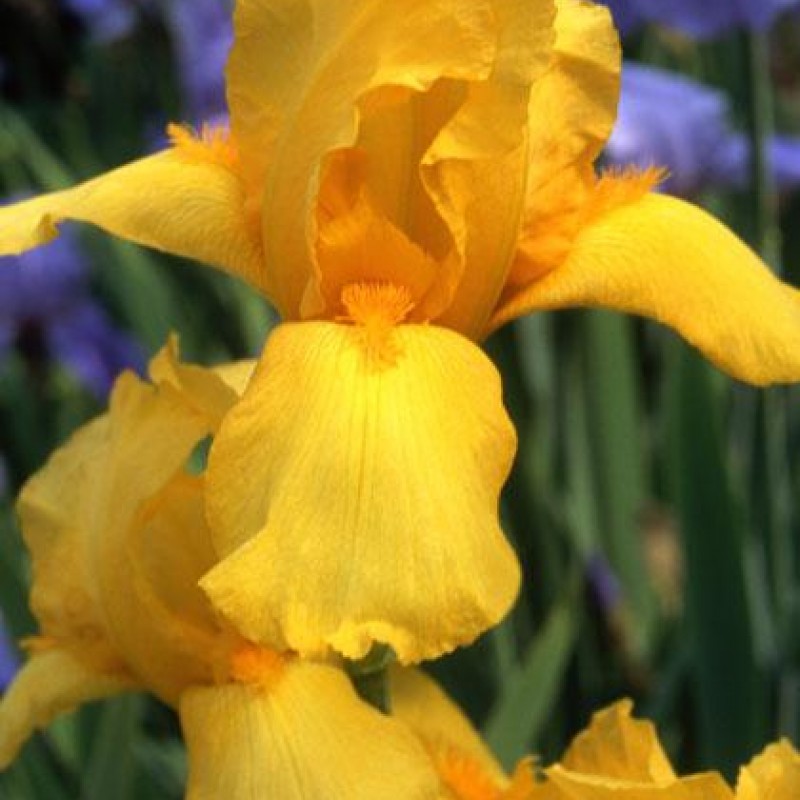 Iris x barbata 'Ola Kala' 