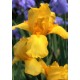 Iris x barbata 'Ola Kala' 