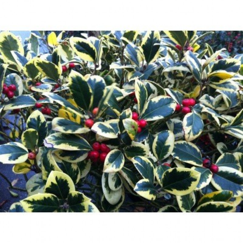 Ilex Golden King