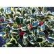 Ilex Golden King