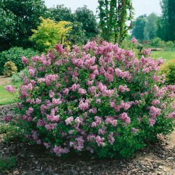 Syringa meyeri 'Palibin' – Liliac coreean pitic