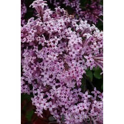 Syringa meyeri 'Palibin' – Liliac coreean pitic