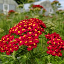 Coada-șoricelului Roșu - Achillea millefolium 'Paprika' 