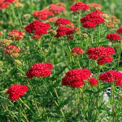 Coada-șoricelului Roșu - Achillea millefolium 'Paprika' 